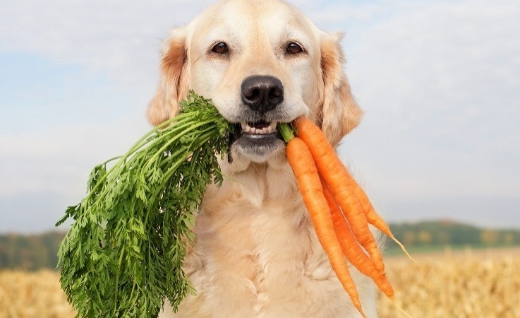 Araştırma: Köpek Beslenmesini Değiştirmek İklim Etkisinde İnsanlardan Daha Fazla Fark Yaratabilir