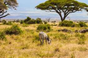 Kenya'da 18 Yıl Sonra Savana Dönen Büyük Otçullar Ağaç Örtüsünü Yeniden Değiştirdi