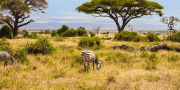 Kenya'da 18 Yıl Sonra Savana Dönen Büyük Otçullar Ağaç Örtüsünü Yeniden Değiştirdi