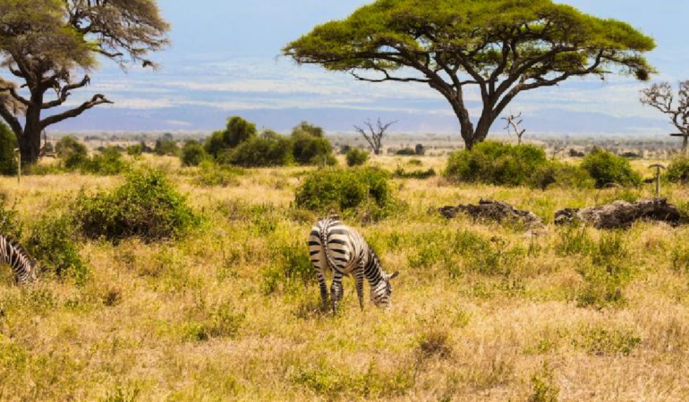 Kenya’da 18 Yıl Sonra Savana Dönen Büyük Otçullar Ağaç Örtüsünü Yeniden Değiştirdi