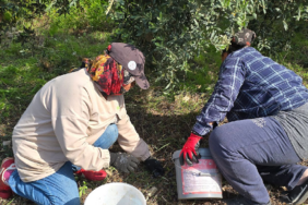 Hatay Samandağ'da Halhalı Zeytini Hasadı Başladı: Bahçede Kilogramı 150 Lirayı Buldu