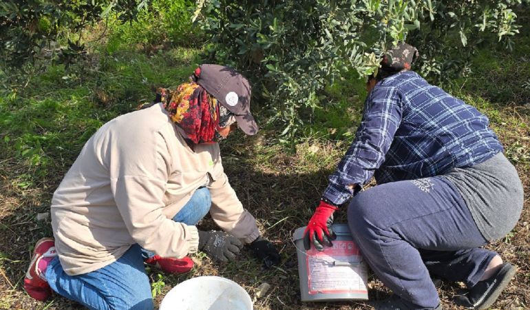 Hatay Samandağ'da Halhalı Zeytini Hasadı Başladı: Bahçede Kilogramı 150 Lirayı Buldu